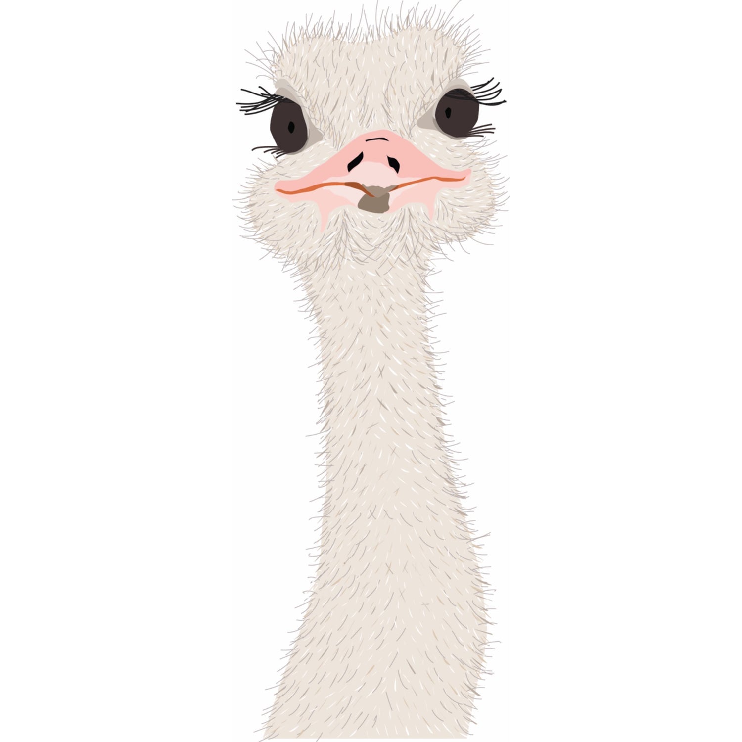 Close up photo of an ostrich with white background